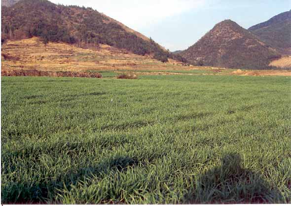 곧 산촌에도 보리가 필 것입니다. 